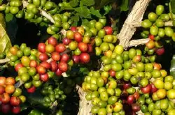 世界精品咖啡豆：世界知名单品咖啡豆种类及其产地不同的介绍