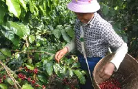 中国咖啡种植园介绍：探密云南咖啡种植园 解密神奇的果子
