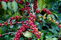 世界精品咖啡介绍：云南咖啡与精品咖啡的生产问题分析及介绍