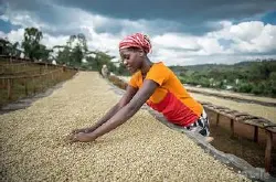 世界精品咖啡豆：埃塞俄比亚耶加雪菲G1 Gedeb 生豆种类讲解