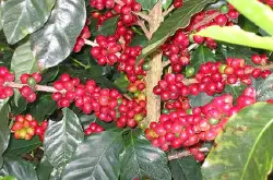 世界精品咖啡豆：珍稀咖啡豆种类的详细介绍 认识稀罕的咖啡豆