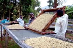 咖啡生豆处理方式介绍：咖啡豆各种的精制方式的分类及介绍