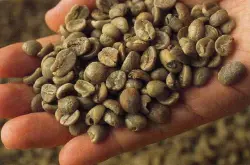 咖啡生豆处理方式知识要点介绍：手选的重要性 如何手选好豆子