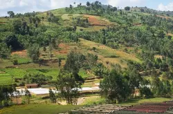 精品咖啡庄园介绍：埃塞俄比亚耶加雪菲各大庄园咖啡豆介绍
