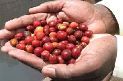 精品咖啡庄园介绍：牙买加蓝山产区咖啡味道纯正的秘密探讨