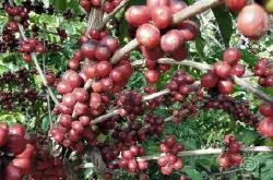 世界咖啡行业最新资讯：哥斯达黎加咖啡种植业下降