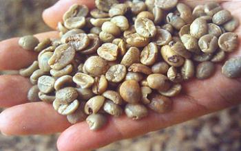 咖啡豆子的详细介绍：几种瑕疵豆的分类特点及形状不一的介绍