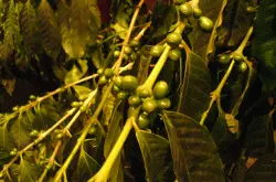 世界精品咖啡豆：台湾古坑咖啡豆 地道的风味分类介绍