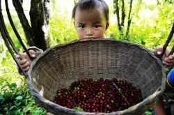 云南咖啡资讯：去了趟云南，发现一个满村喝咖啡的神奇村庄！