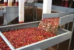 咖啡豆的处理方式：咖啡豆的加工 水洗法wet method的详细介绍