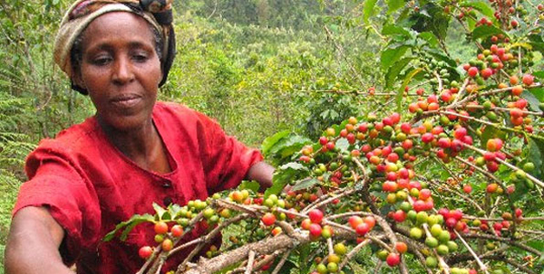 关于埃塞俄比亚产区咖啡豆品级分析 了解咖啡豆的优劣分类