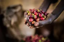 咖啡豆的缘由：阿拉比卡咖啡发源于埃塞俄比亚 单品咖啡的鼻祖