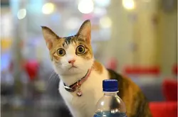 台湾旅行必去的馆子：精选四间疗癒系猫咪咖啡店
