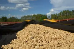 咖啡生豆的处理方法：日晒法、半日晒法、水洗法及蜜处理法的解析