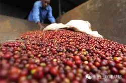 世界咖啡庄园肯尼亚地：SASINI庄园 肯尼亚PB豆详情介绍