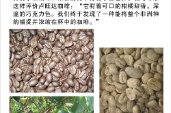 非洲产区卢旺达国家阿拉比卡 香气喉韵持续浓郁扎实特征性咖啡豆
