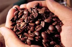 欧洲阿拉伯产区也门摩卡咖啡豆 果香浓郁带明显特征性酒香味