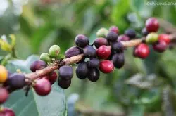 非洲产区布隆迪咖啡豆 有着芳香浓香郁、口味柔和的咖啡风味特征