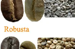 来谈谈你从未认识过的你所不知道的罗布斯塔咖啡豆的好处及特征