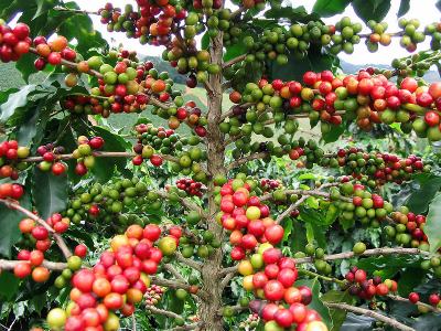 最古老的咖啡树品种，你不知道的咖啡文化，认识咖啡的神秘世界