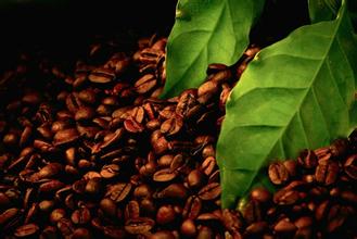 精品咖啡豆 埃塞俄比亚咖啡 最新咖啡介绍 风味独特 口感十足