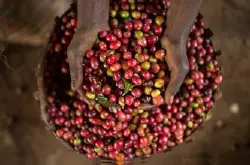 精品咖啡豆 埃塞俄比亚咖啡 最新咖啡介绍 风味独特