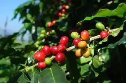 咖啡三大原生种的区别点及原生种的阿拉比卡与罗布斯塔的介绍