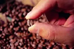 亚洲庄园塔希提岛咖啡豆 具有优雅的风味、圆润的口感的风味特征