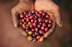 亚洲庄园云南小粒种咖啡豆 具有浓而不苦香而不烈略带果味的特征