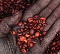 精品咖啡豆 最新埃塞俄比亚咖啡介绍 风味独特 口感十足