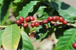 咖啡要种植多久才能收获？从咖啡树种植到咖啡豆的收获是漫长的