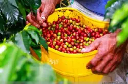 美洲咖啡庄园哥伦比亚咖啡豆 Supremo高级豆（苏帕摩）咖啡生豆