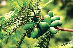 咖啡树的种植条件 怎样的地理环境有利于咖啡种植及咖啡树的介绍