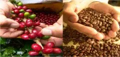 哥伦比亚精品咖啡豆分级分类 哥伦比亚咖啡豆特点、味道及品牌介