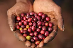 咖啡果收获时间 以赤道分类讲解咖啡果实收成时间的月份及采摘