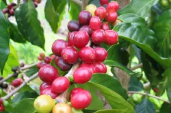 咖啡果实从种子到生长到采摘后处理的过程 咖啡豆的分层解剖解析