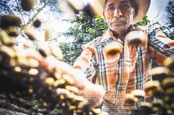 尼加拉瓜咖啡风味评述  中美洲尼加拉瓜咖啡产地介绍 美洲咖啡豆