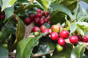 坦桑尼亚咖啡豆种类  坦桑尼亚精品咖啡豆种类SC3、SC11和SC14