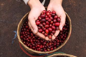 分辨咖啡豆以及咖啡豆的分级 如何分辨咖啡豆的品质好坏 咖啡知识