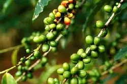 衣索比亚咖啡生长和生产的4种形态 埃塞俄比亚咖啡豆特征风味介绍