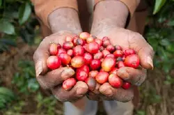 乌干达咖啡产地介绍 乌干达罗布斯塔豆子介绍 乌干达罗百氏特豆