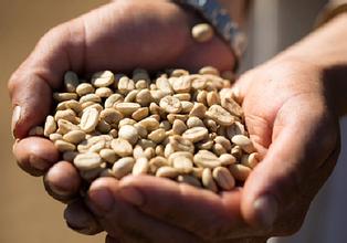 正确便捷的筛选咖啡生豆的技巧 如何挑选咖啡生豆？挑选生豆技巧