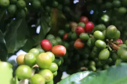铁毕卡(Typica)帝比卡 蒂皮卡 铁皮卡  咖啡品种铁毕卡介绍、简介