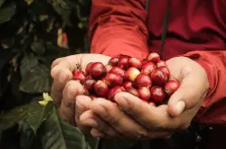 快讯 | 印度企业希望将无人机用于咖啡作物健康监测