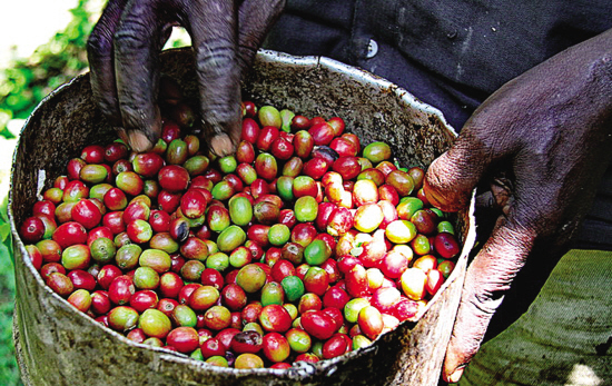 美妙奇特的非洲本地的精品单品咖啡的口感以及风味越来越受大众的