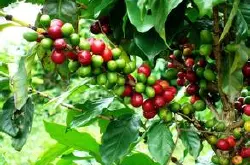 保山小粒咖啡的生长条件及其优秀的品质