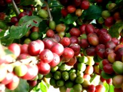 中国凌丰咖啡的种植面积 凌丰咖啡公司的生产线 中国咖啡庄园