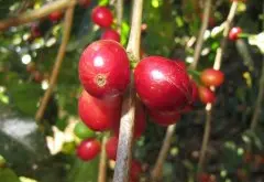 咖啡树结成的果实 咖啡浆果的特征以及其形成的过程 咖啡花是什么