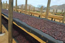 哥斯达黎加单品咖啡豆Sarchimor品种红蜜处理风味特点口感推荐