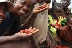 埃塞俄比亚耶加雪菲咖啡豆风味特点介绍 耶加雪菲咖啡豆口感
